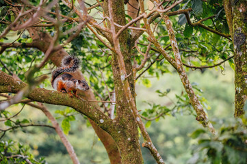Variegated squirrel on a branch in Monteverde, Costa Rica