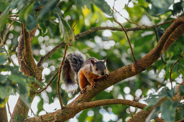 Variegated squirrel on a tree branch in Monteverde, Costa Rica