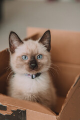 Siamese kitten in a brown box