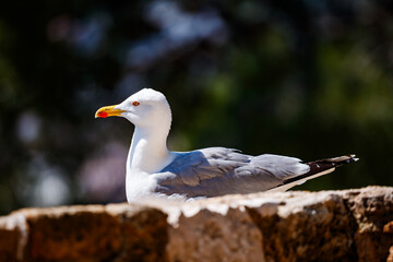 Seagull Resting on a Stone Wall in Denia