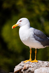 Regal Yellow-legged Gull Profile in Denia