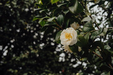 White camellia flower blooming on green branch, Porto, Portugal