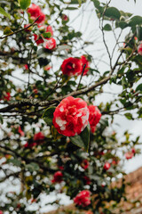 Red camellia blossoms on tree branches, Porto, Portugal