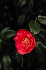 Single red camellia flower in bloom, Porto, Portugal