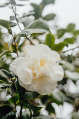 White camellia flower in bloom, Porto, Portugal