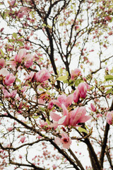 Pink magnolia blossoms in spring, Porto, Portugal