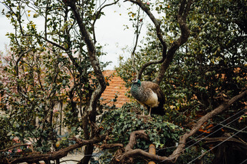 Peahen perched among trees in garden, Porto, Portugal