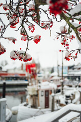 Snow-covered red berries above the harbor in Heiligenhafen, Germany