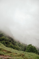 Foggy Forested Mountain Slope in the Allgäu Alps