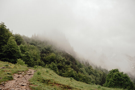 Foggy Mountain Trail through Forested Slopes in the Allg&auml;u Alps