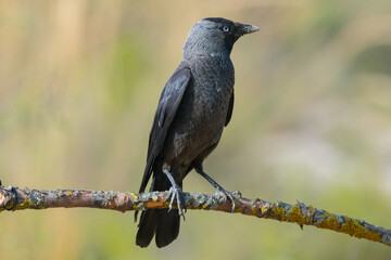 Obraz premium Crow on tree branch. western jackdaw (Coloeus monedula).
