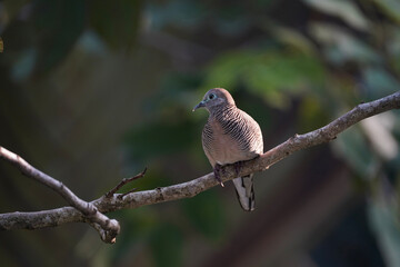 Zebra dove on a branch.