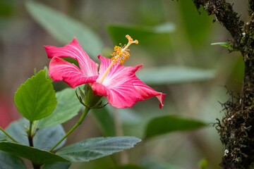 Beautiful colorful pink hibiscus flower in green rainforest area