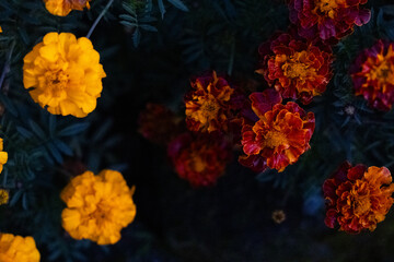 Marigolds and red-orange flowers in warm golden hour evening light