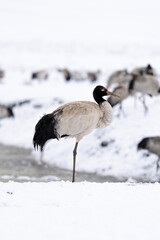 Black-necked Cranes in Heavy Snow at Dashanbao Highland Wetland, Yunnan China
