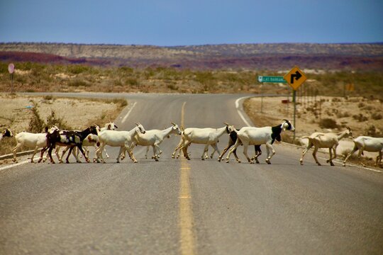 heard of goats Baja mexico