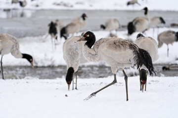 Black-necked Cranes in Heavy Snow at Dashanbao Highland Wetland, Yunnan China