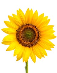 Fototapeta premium Close-up of a vibrant sunflower against a pristine white backdrop, showcasing its radiant yellow petals and central disk