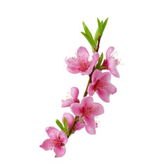 Peach Blossom Branch Isolated on White Background