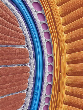 Muscle Cell and Myofibrils