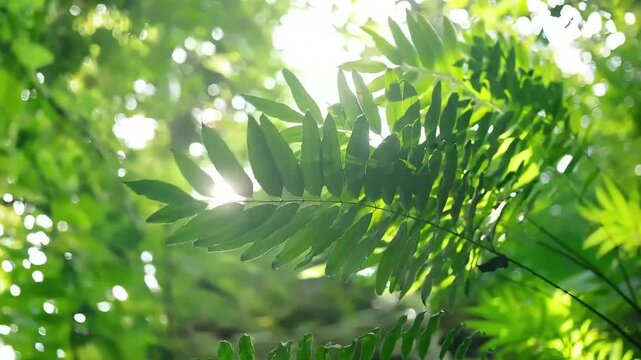 Dappled Sunlight Through Intertwined Tree Leaves and Forest Canopy