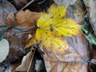 Autumn leaves on the ground in the park.