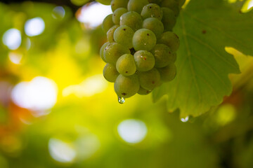 Close-up of ripe green grapes hanging on a vine in soft natural light.