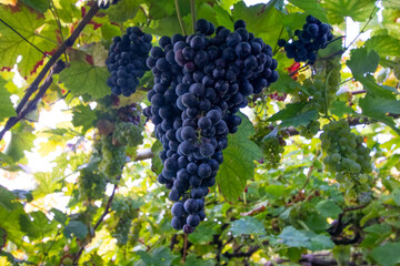 Close-up of ripe dark grapes hanging on a vine in natural sunlight