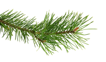 Evergreen fresh twig of Christmas tree isolated on white or transparent background
