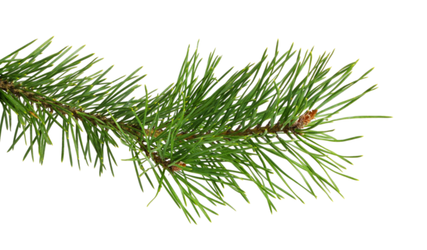 Evergreen fresh twig of Christmas tree isolated on white or transparent background