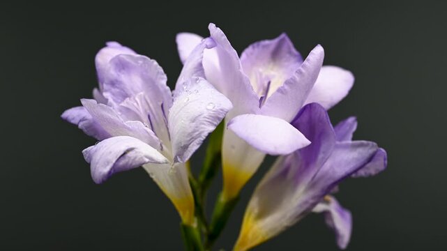 Soft Lavender Freesia Flowers and Buds on Warm Background