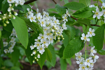 White flowers of blooming bird cherry on Green Branches in Spring