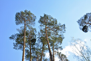 Tall Pine Trees Against a Clear Blue Sky in sunny day