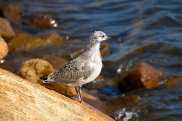 Small Seagull on Rock by Lake on Sunny Day