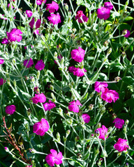 pink flowers in the garden
