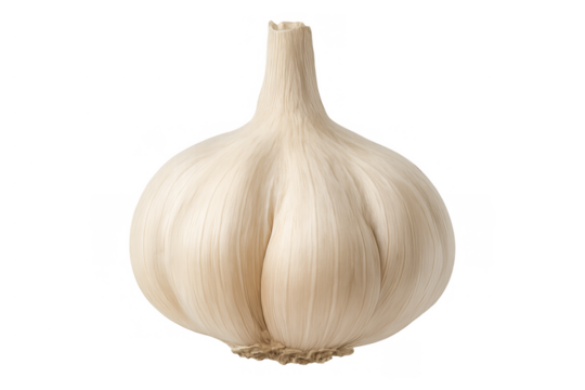 Fresh whole garlic bulb ingredient for cooking, adding strong flavor and nutrition to healthy food on transparent background