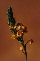 Fototapeta premium Close-Up of Orange Ornithogalum Flower