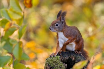 A cute european red squirrel sits on a tree stump. Sciurus vulgaris. Wildlife scene with a squirrel. Cute animla in the nature habitat. 