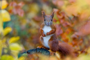 A cute european red squirrel sits on a tree stump. Sciurus vulgaris. Wildlife scene with a squirrel. Cute animla in the nature habitat. 
