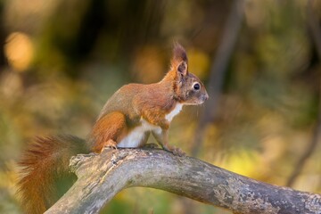 A cute european red squirrel sits on a branch. Sciurus vulgaris. Wildlife scene with a squirrel. Cute animla in the nature habitat. 