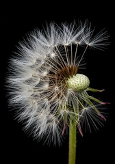 A close-up view of a delicate dandelion seed head, showcasing its intricate, fluffy parachute seeds ready for dispersal by the wind ,background ,dandelion ,common
