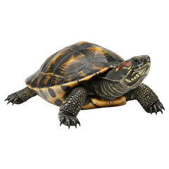 Fototapeta premium Curious turtle poses with intricate shell detail