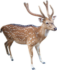 Female Spotted Deer Isolated on Transparent Background PNG