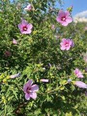 Pink flowers on a bush feature prominently, identified as hibiscus (Hibiscus syriacus).