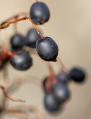 A bunch of black berries on a branch