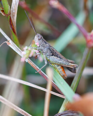 A grasshopper is sitting on a leaf