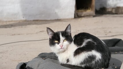 A small black and white street kitten lies and basks in the sun