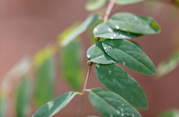 A leaf with dew drops on it