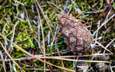 A pine cone is on the ground