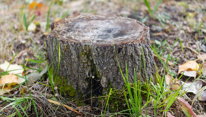 A large tree stump is sitting in the grass